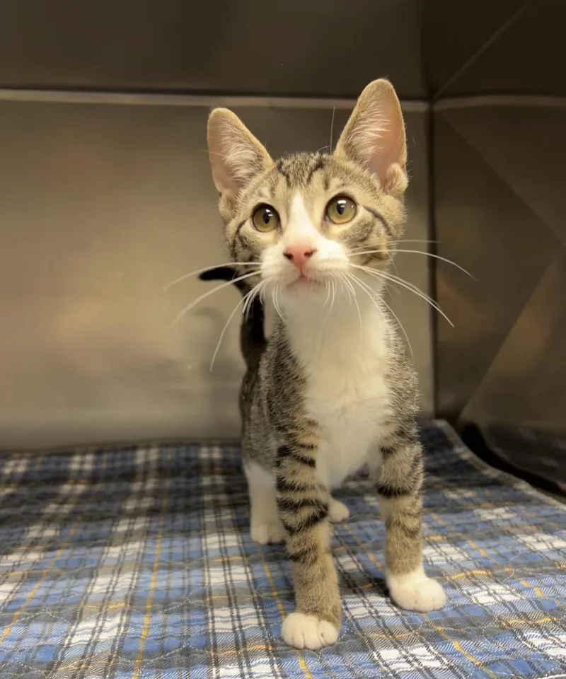 A baby medium-sized male Tabby (Brown / Chocolate) Domestic Short Hair cat named Trowel for adoption in Montville, NJ