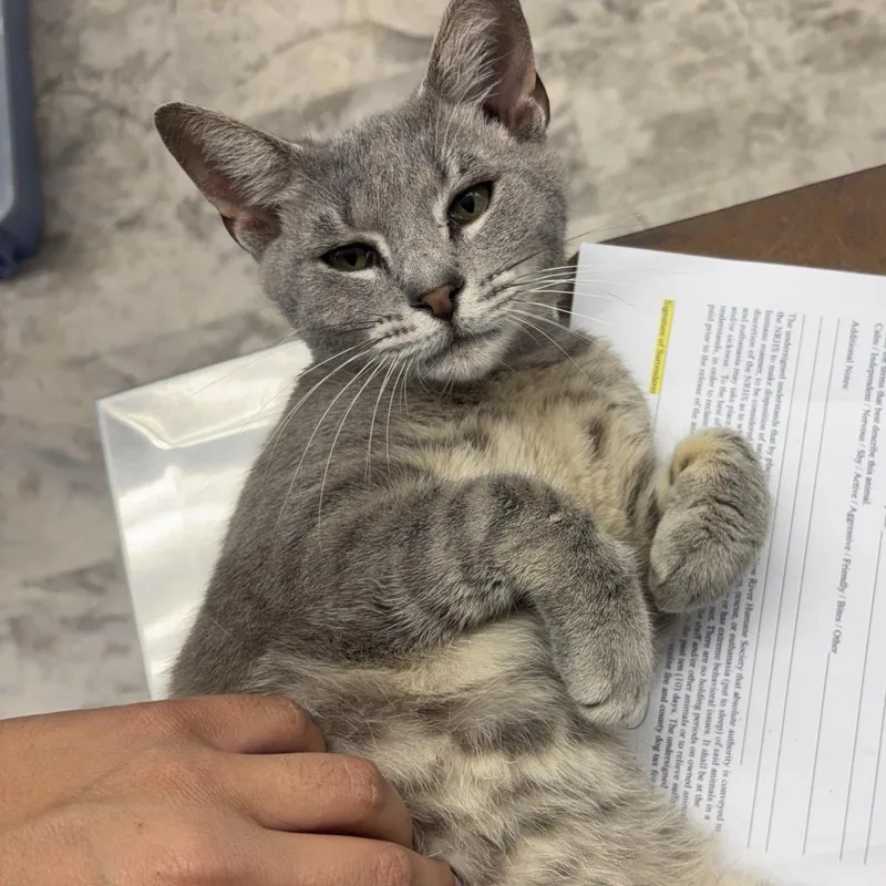 A young medium-sized male Gray / Blue / Silver Domestic Short Hair cat named Clyde for adoption in Oak Hill, WV