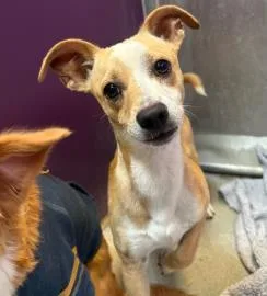 An adult small-sized male Mixed Breed dog named Cavatappi for adoption in West Chester, PA