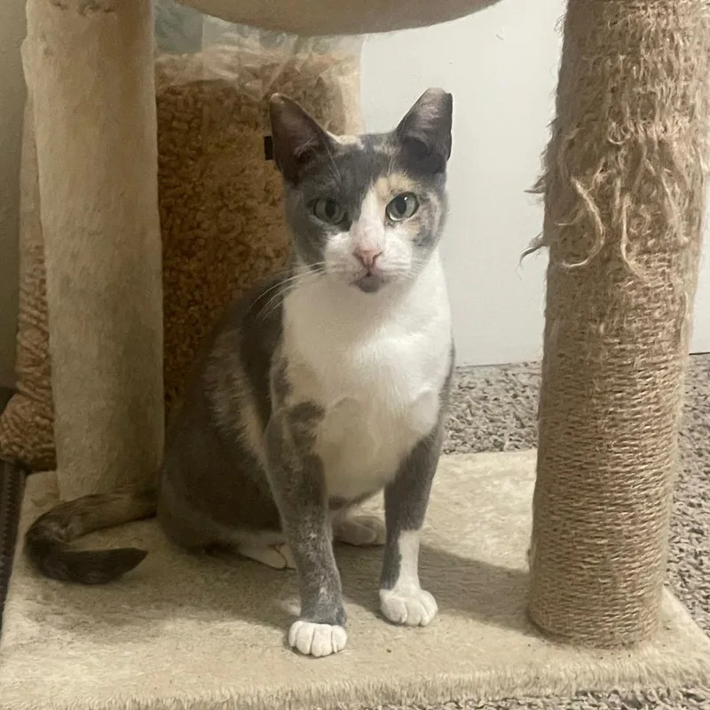 An adult large-sized female Calico Domestic Short Hair cat named Mimi for adoption in Houston, TX