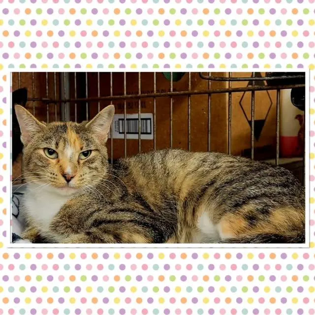 An adult small-sized female Calico Domestic Short Hair cat named Foxy for adoption in Buckhannon, WV