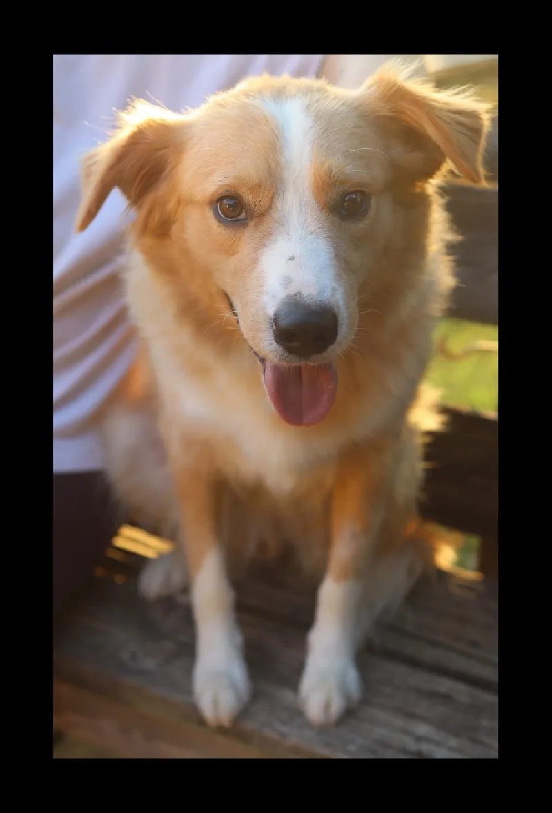 A young medium-sized male Yellow / Tan / Blond / Fawn Australian Shepherd dog named Tanner for adoption in Franklin, TN