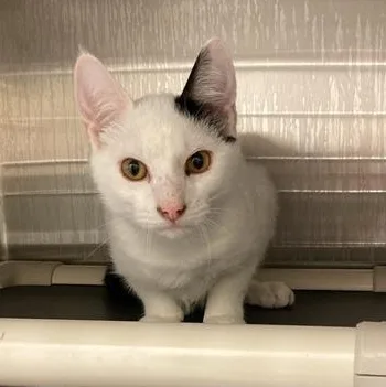 A baby medium-sized male White Domestic Short Hair cat named Max for adoption in Prince Frederick, MD