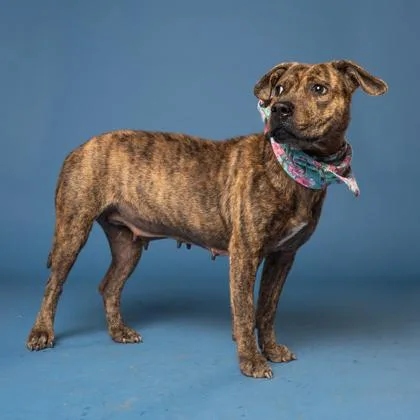 An adult medium-sized female Pit Bull Terrier dog named Sweetie for adoption in Atlanta, GA
