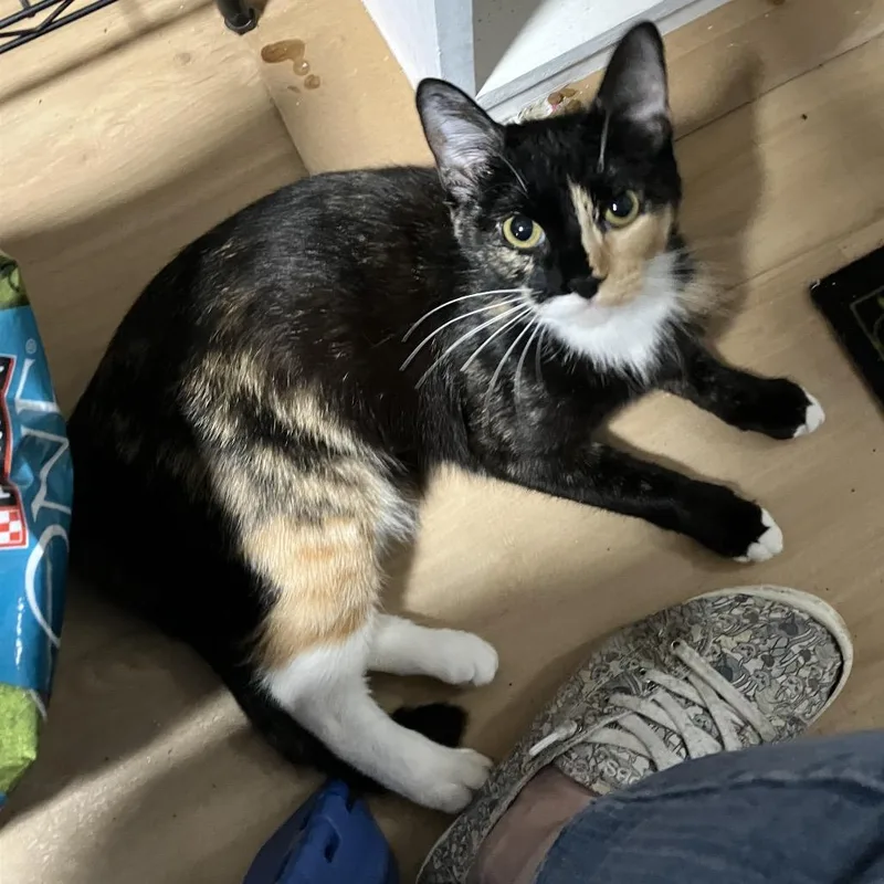 A young small-sized female Brown / Chocolate American Shorthair cat named Tootsie for adoption in Westport, CT