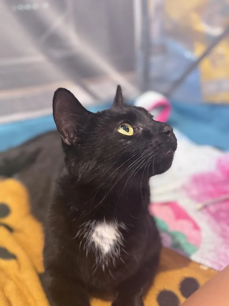 An adult medium-sized female Black Domestic Short Hair cat named Miss Piggy for adoption in Clinton Township, MI