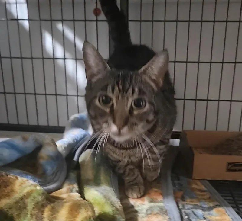 A young small-sized female Domestic Short Hair cat named Wavy for adoption in Olney, IL