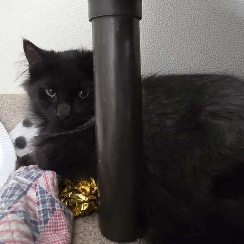 A baby small-sized female Black Domestic Medium Hair cat named Razzy for adoption in Oshkosh, WI
