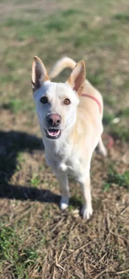 An adult medium-sized male Mixed Breed dog named Perry for adoption in Sevierville, TN