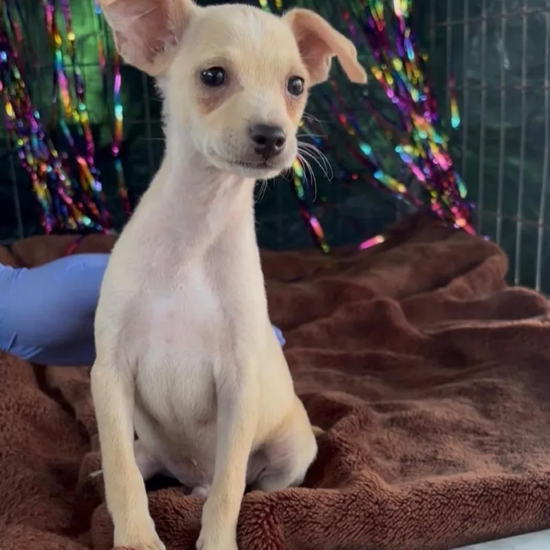 A baby small-sized male White / Cream Chihuahua dog named Aero for adoption in West Islip, NY