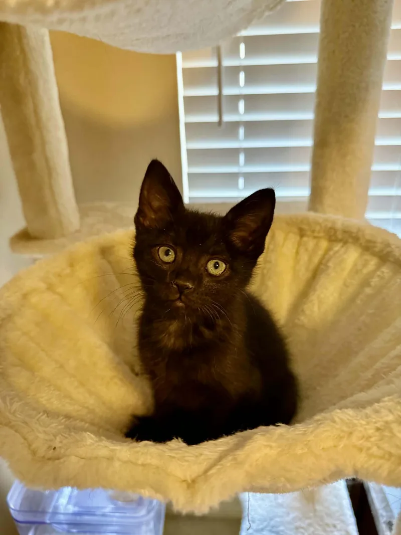 A baby medium-sized male Black Domestic Short Hair cat named Brimsley for adoption in Lewis Center, OH