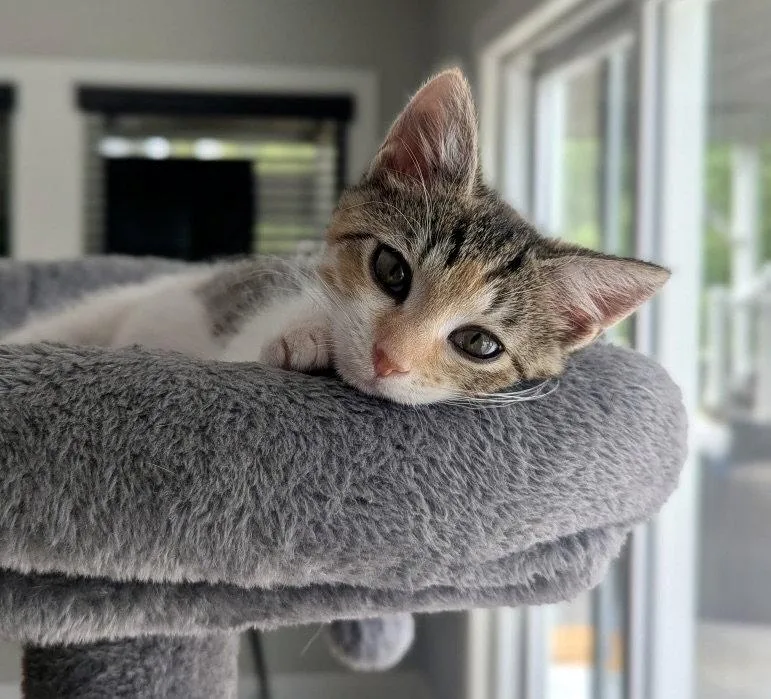 A young medium-sized female Calico cat named Jellybean for adoption in Garner, NC