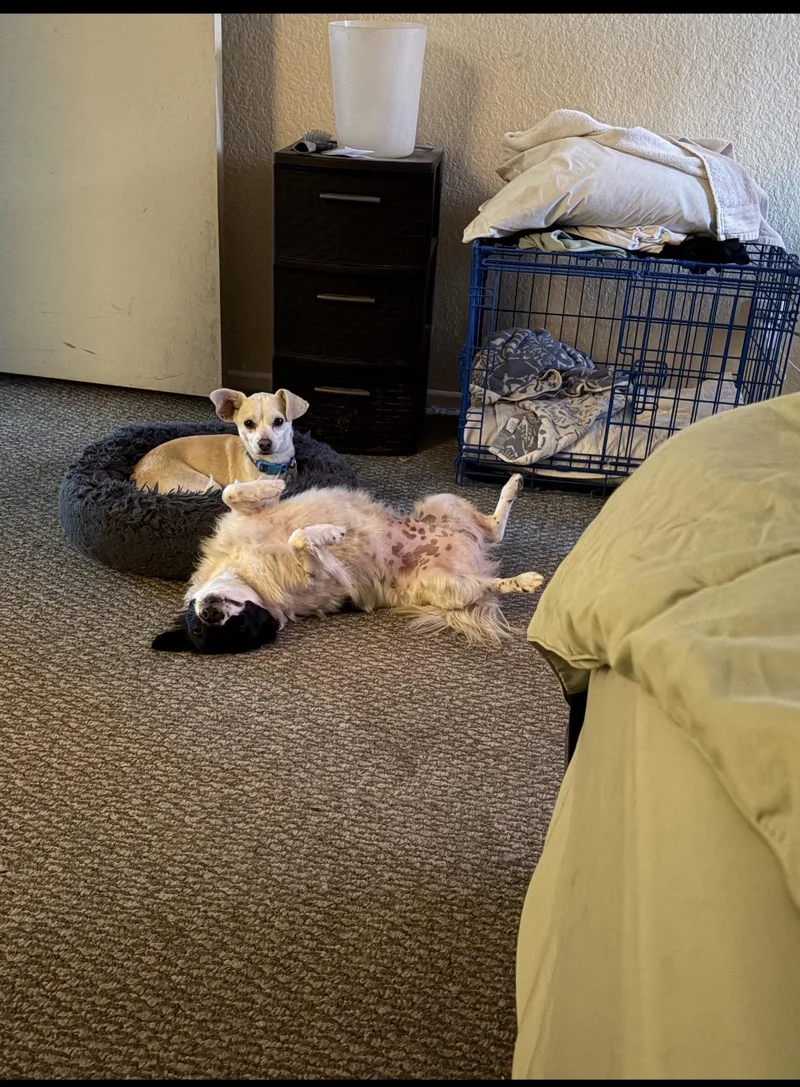 Lilo & Stitch thumbnail 2