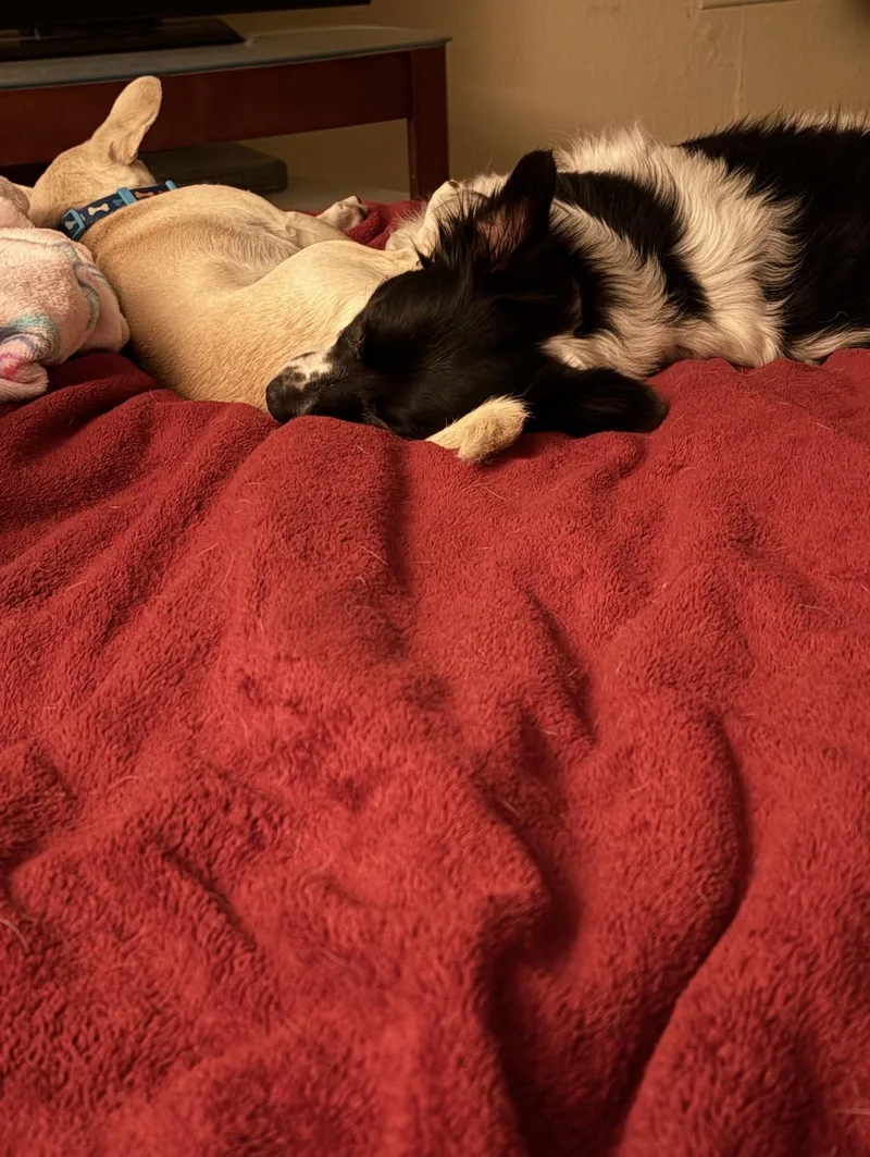 Lilo & Stitch thumbnail 3