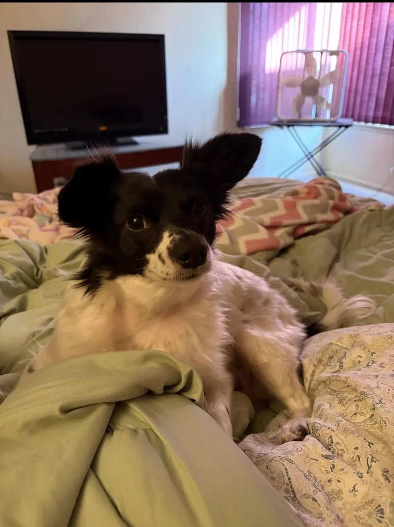 Lilo & Stitch thumbnail 4