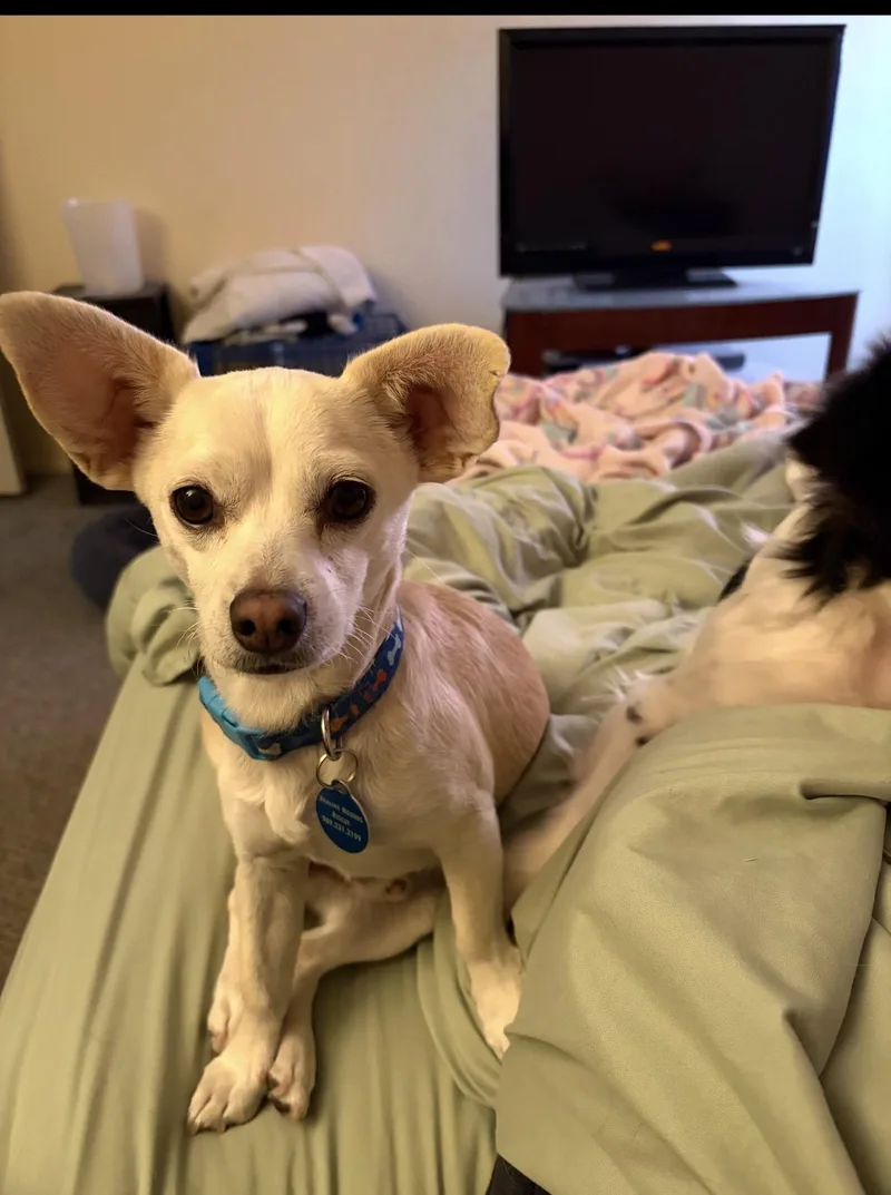 Lilo & Stitch thumbnail 5