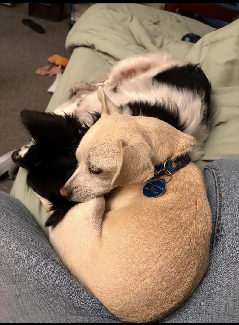 Lilo & Stitch thumbnail 6