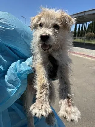 A baby small-sized male Terrier dog named Atlas for adoption in Fresno, CA