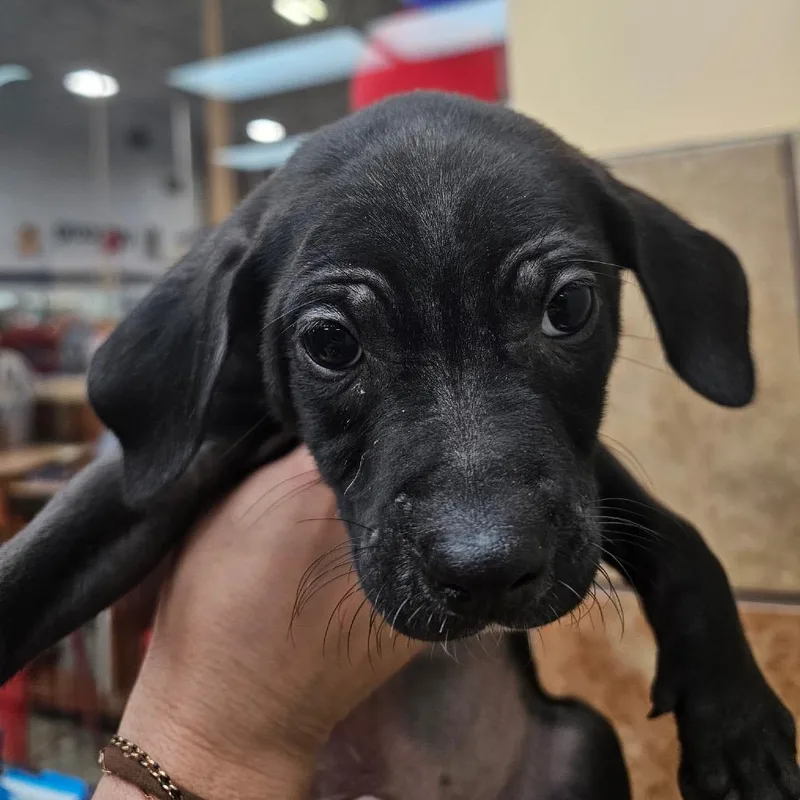 Fwt Christopher Robin