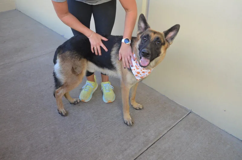 A young large-sized male German Shepherd Dog dog named Goblin for adoption in McKinney, TX