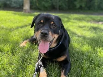 An adult large-sized male Rottweiler dog named Mason for adoption in Golden Valley, MN