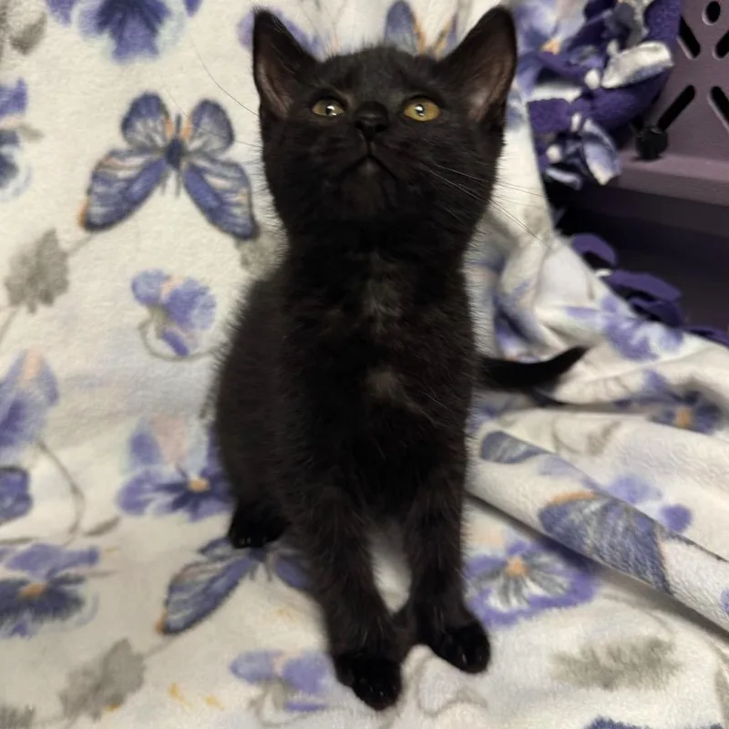 A baby small-sized female Domestic Short Hair cat named Scuttle for adoption in Olean, NY