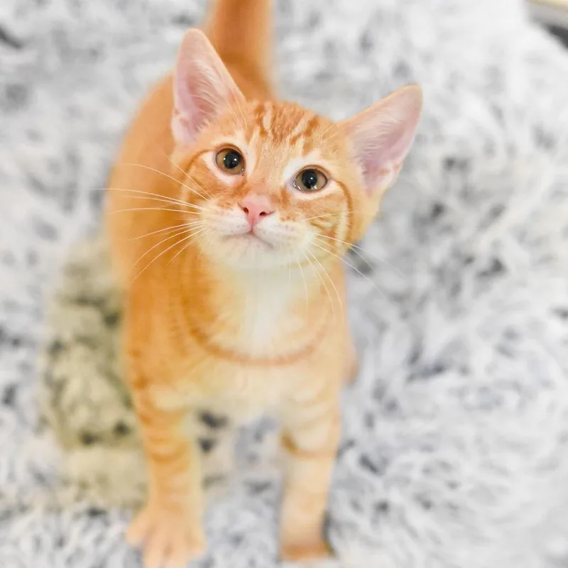 A baby small-sized male Orange / Red Domestic Short Hair cat named Tang for adoption in Kailua Kona, HI