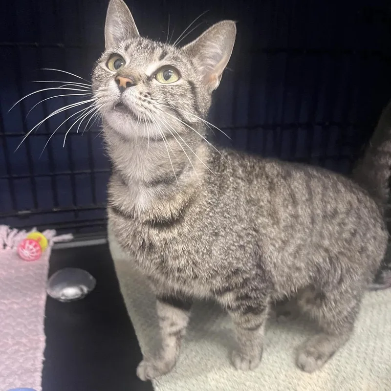 A young medium-sized female Brown / Chocolate Domestic Short Hair cat named Nevah FFR for adoption in Bismarck, ND