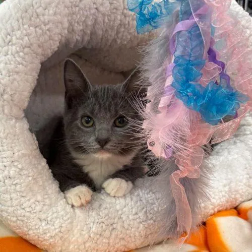 A baby small-sized female Domestic Short Hair cat named Grout for adoption in Knoxville, TN