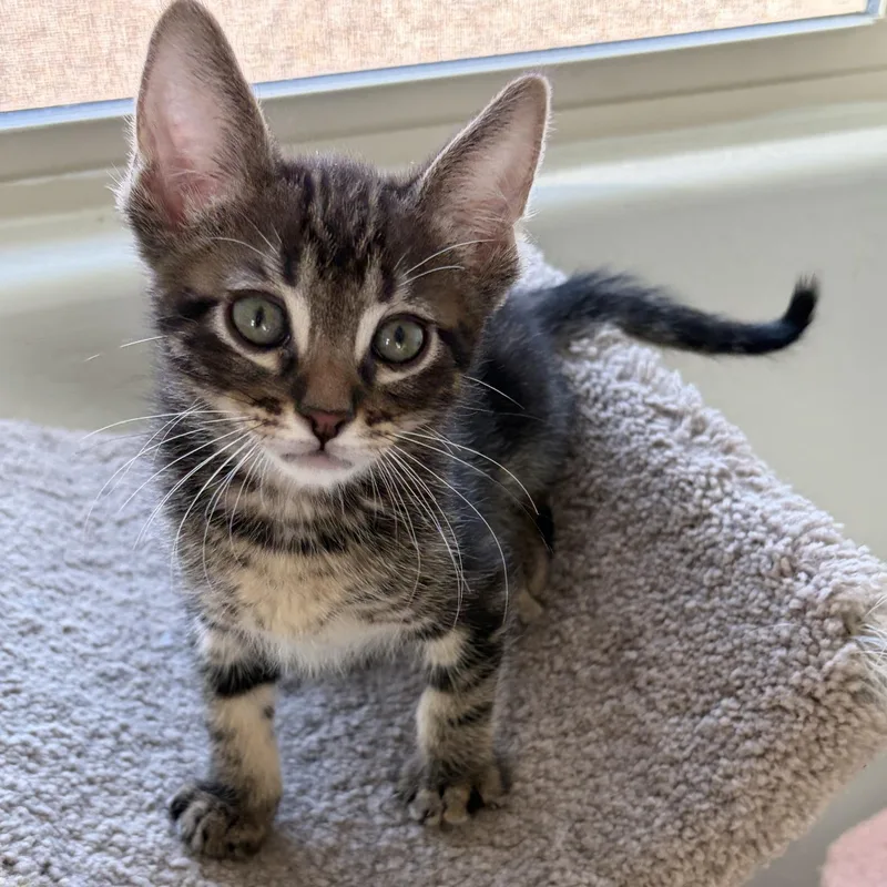 A baby medium-sized male Tabby (Brown / Chocolate) Domestic Short Hair cat named Luke for adoption in Queen Creek, AZ