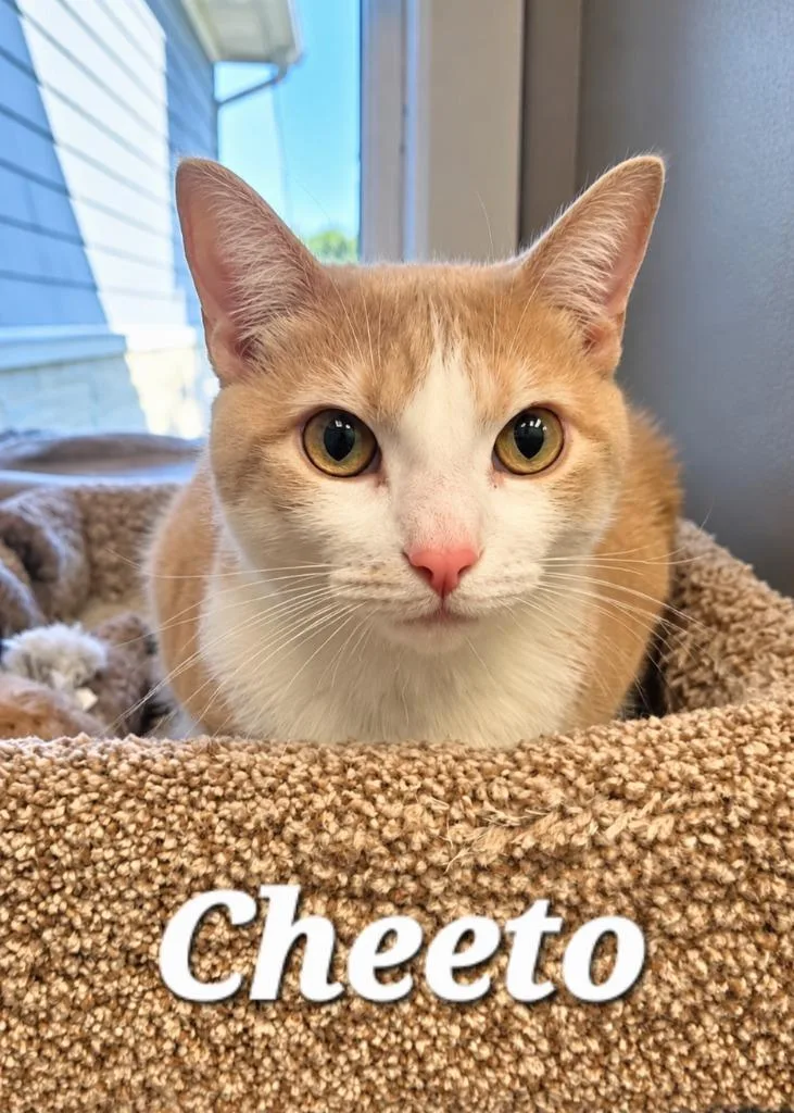 An adult large-sized male Domestic Short Hair cat named Cheeto for adoption in Sidney, OH