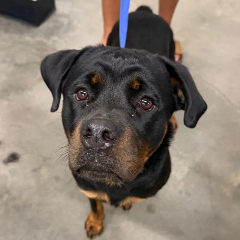 A young large-sized female Black Rottweiler dog named Kina for adoption in Tampa, FL