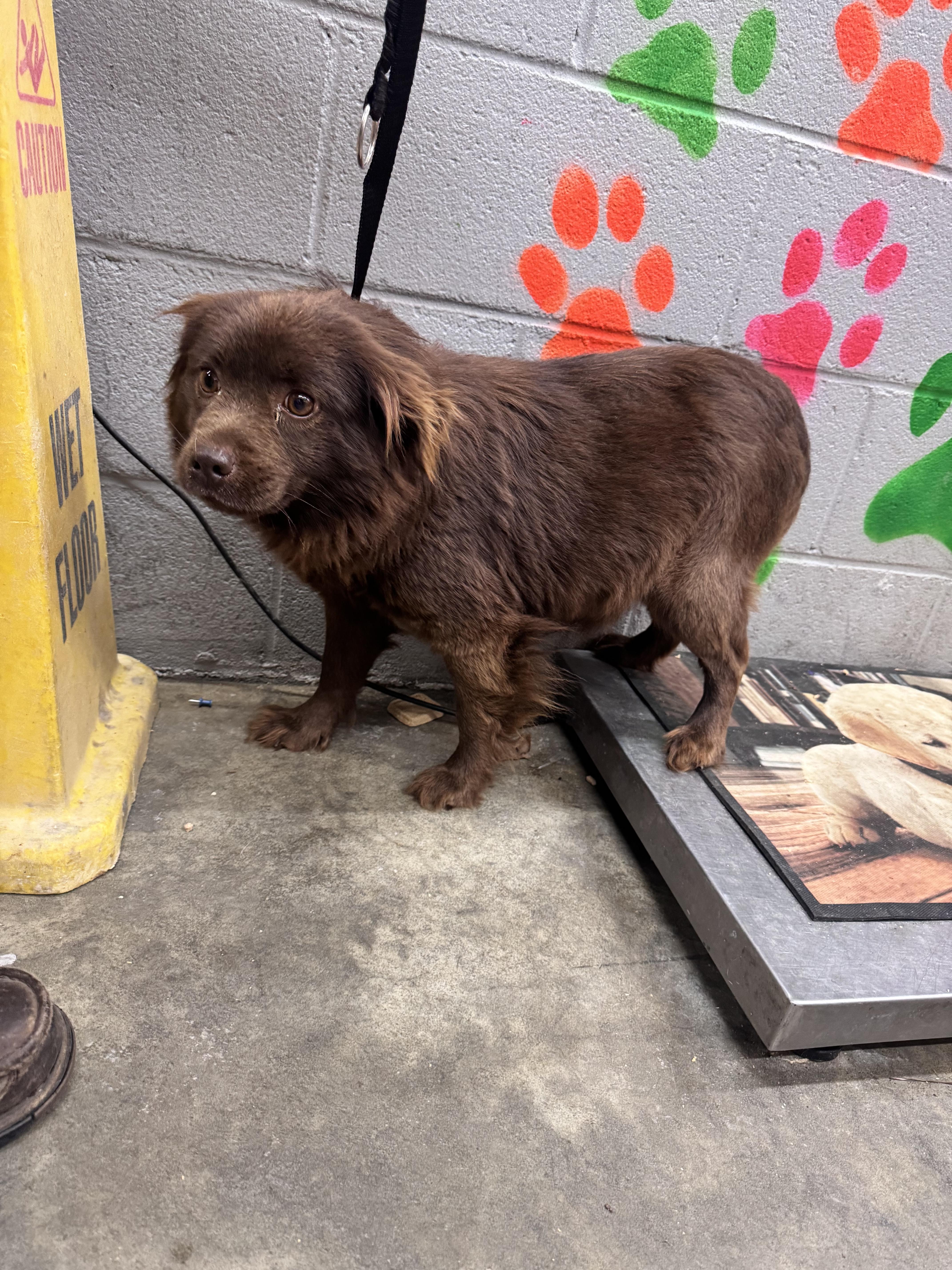 An adult small-sized female Mixed Breed dog named Wilma for adoption in Elizabethtown, NC