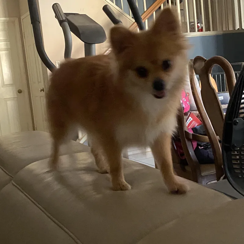 Pom Pom