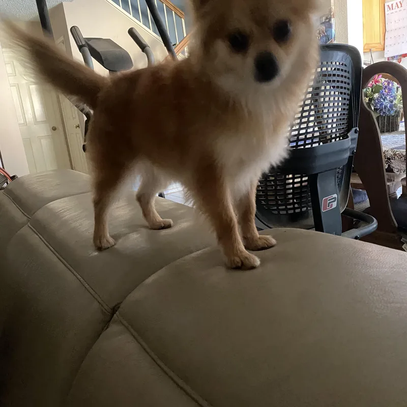 Pom Pom thumbnail 4