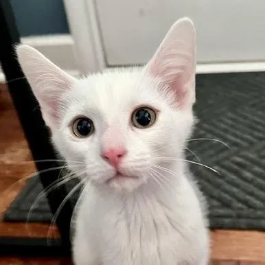 A baby small-sized female White Domestic Short Hair cat named Sunkissed Susan for adoption in Eaton Rapids, MI