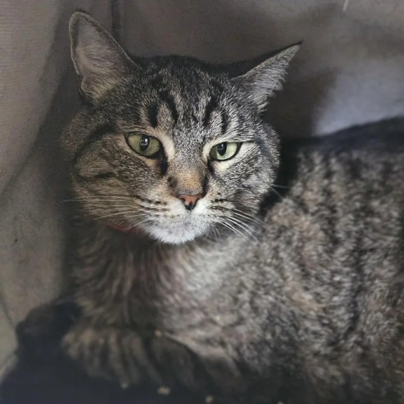 A senior large-sized female Brown / Chocolate Domestic Short Hair cat named Tater for adoption in Lakewood, CO