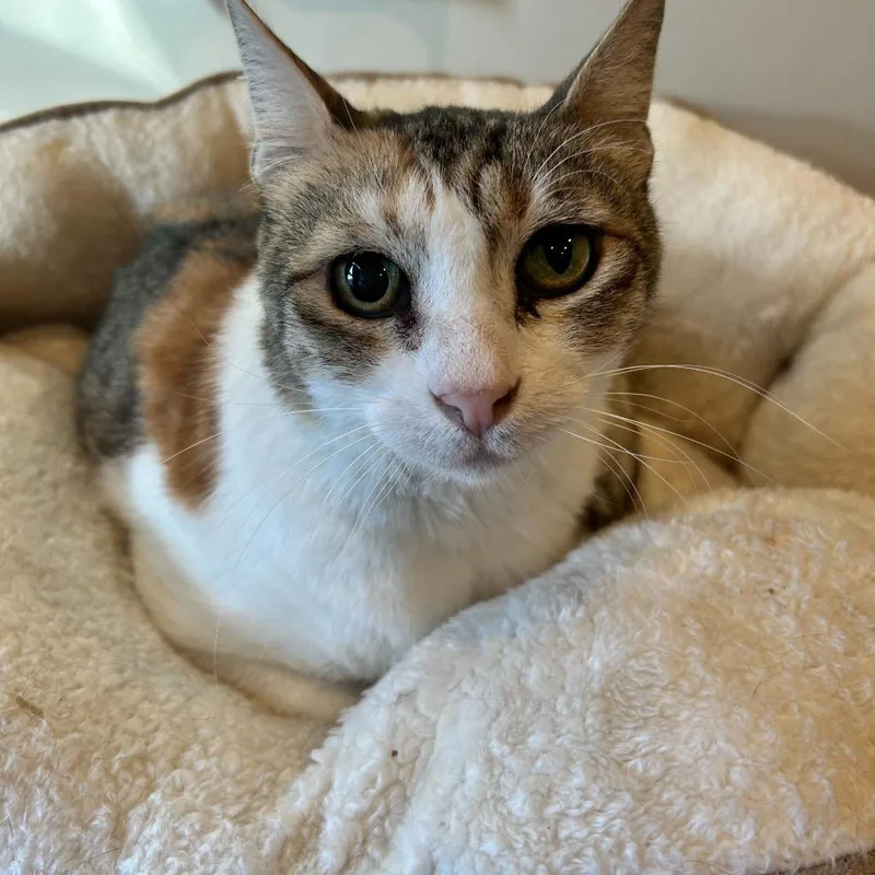 An adult medium-sized female Calico Oriental Short Hair cat named Athena for adoption in Alexandria, VA