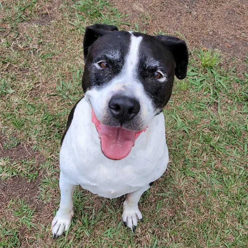 A senior medium-sized female Black Mixed Breed dog named Lovely for adoption in Myrtle Beach, SC