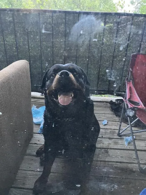 An adult extra large-sized male Rottweiler dog named Butch for adoption in Dallas, TX