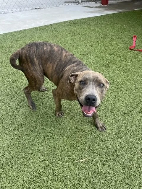 A young medium-sized female Brindle Boxer dog named Phoebe for adoption in Fayetteville, AR