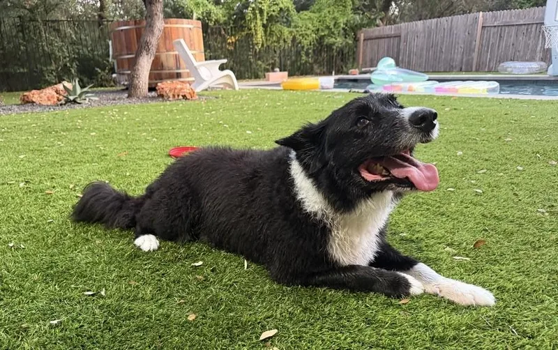 An adult medium-sized male Border Collie dog named Sumo for adoption in Allen, TX
