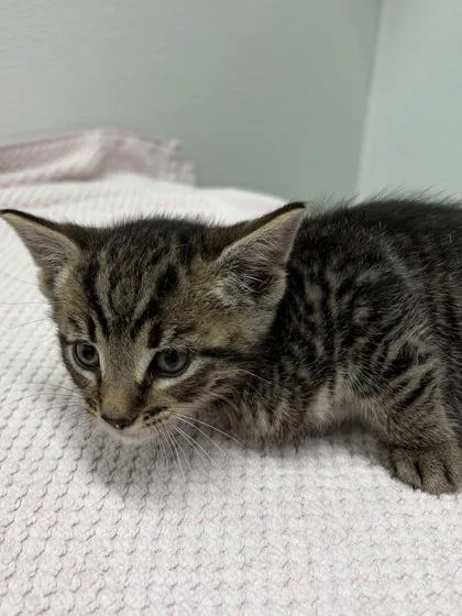 A baby small-sized male Domestic Short Hair cat named Bmw for adoption in West Chester, PA
