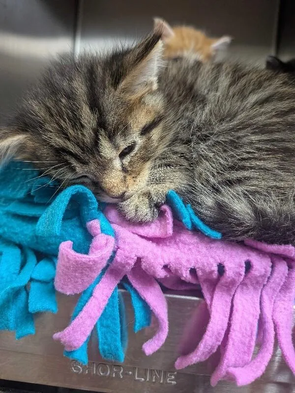 A young small-sized female Domestic Long Hair cat named Jolene for adoption in Cincinnati, OH