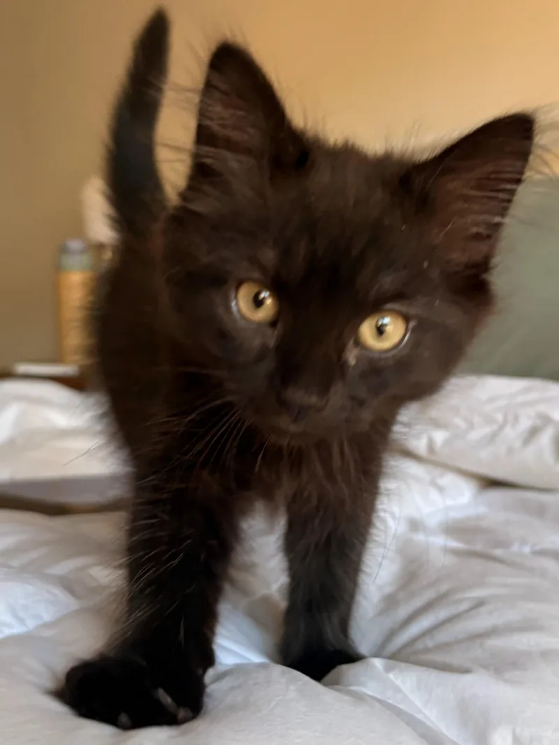 A baby small-sized female Domestic Short Hair cat named Soot for adoption in Glastonbury, CT