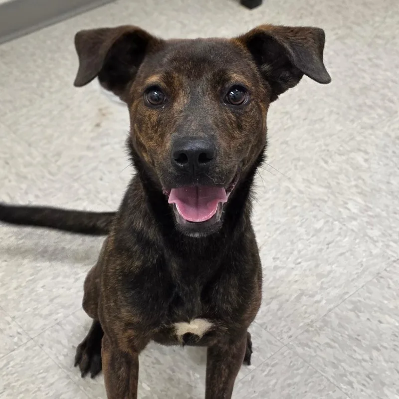 A young medium-sized female Brindle Mixed Breed dog named Chelsea for adoption in Chatham, VA