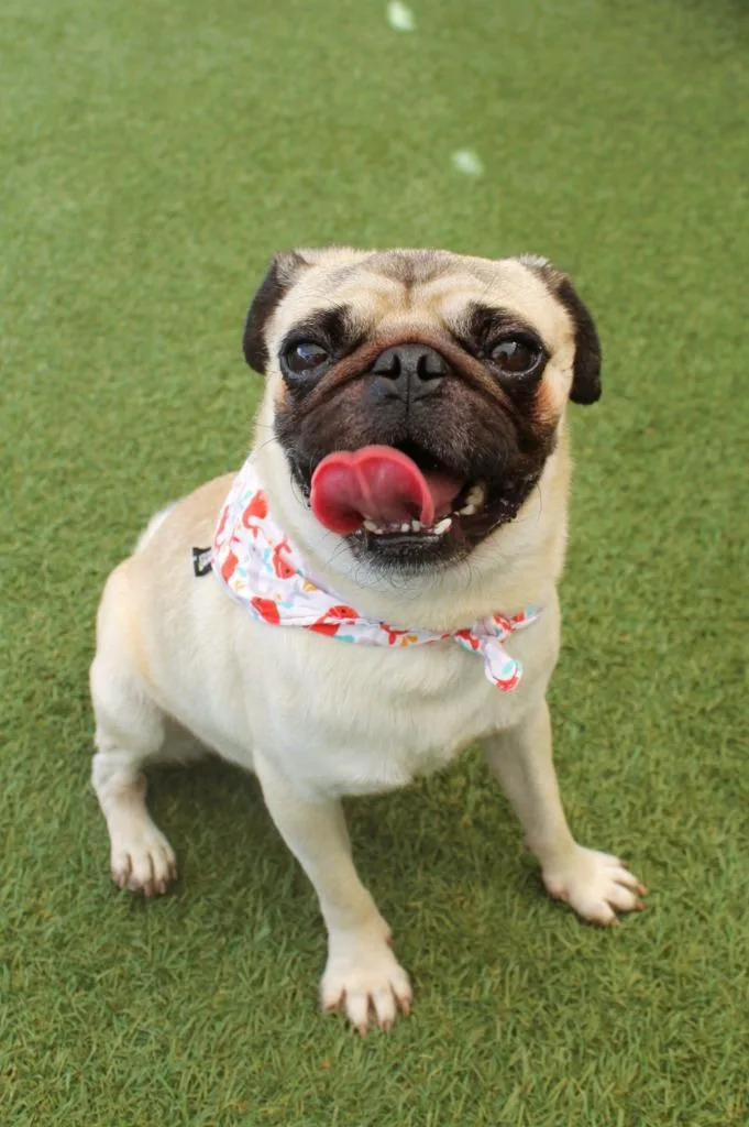 An adult small-sized male Pug dog named Mr. Darcy for adoption in Gardena, CA