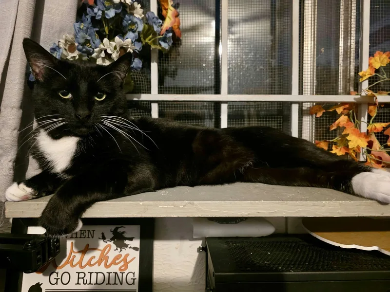 An adult large-sized male Black & White / Tuxedo Domestic Short Hair cat named Tuxas for adoption in Houston, TX