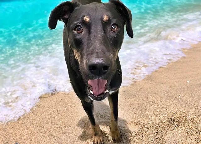 A young medium-sized male Labrador Retriever dog named Milton for adoption in Fort Lauderdale, FL
