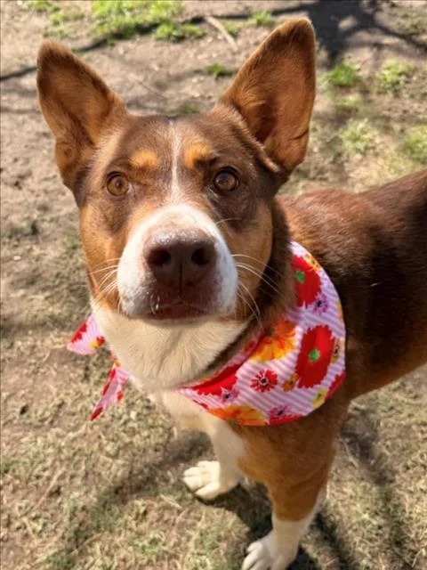 An adult large-sized female German Shepherd Dog dog named Tiffany for adoption in Tulsa, OK